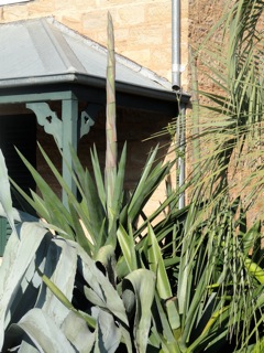 Great spears of aloe…..