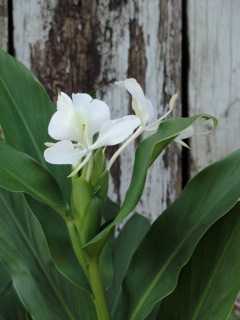 Fragrant white ginger…