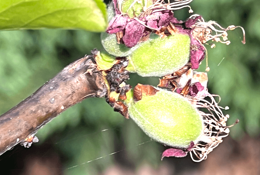 Late Spring/Early Summer in the Kitchen Garden